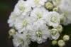 Alicia's Bridal Hair Styling and Wedding Make-up Services London