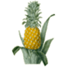 Loose Funeral Homes & Crematory