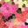 Lorna Davies Florist