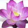 Lotus - China Restaurant