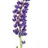 Lupine Cottage