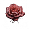 Lydia's Blumenladen