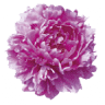 Lys'Matit fleurs