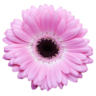 Maddisons Florist