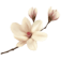 Magnolia Florist
