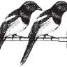 Magpie Gardening