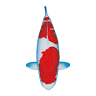 Majestic Koi