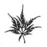 Manx Plants
