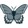 Mariposa Mexican