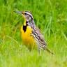 Meadowlark Country House & Resort