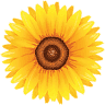 Middlebury Floral & Gifts