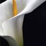 Miller-Reesman, Kasuboski, Haas, and Dahl Funeral Home and Cremation Service