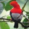 Mindo cloudforest tours