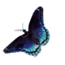 Mind Phenomenon Hypnotherapy