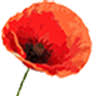 Mohnblume de - Tee & Geschenkideen