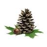 The Molpus Woodlands Group, LLC