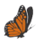 Monarch Society