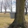 Moser's Mapleridge Farm