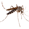 Mosquito Mitch