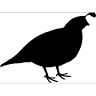 Mountain Quail RV Park of Quartzsite