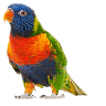 Parrot Key Caribbean Grill