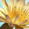 Water's Edge Natural Medicine