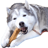 Nepal Dog Treat