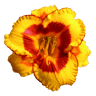 Oakes Daylilies