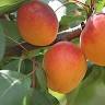 Obstbäume Hofstätter