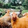 Old School Farm