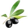 Olimo - The olive Oil