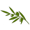 Olive Leaf Family Therapy