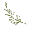 Olive Paper