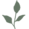 Kolya Naturals
