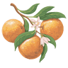 Orange Blossoms - Keystone Heights