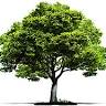 Orchard Funeral Services