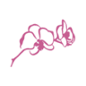 Květinářství Orchidej