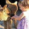 Out of Sight Alpacas