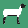 Owens Family Club Lambs