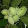 Pawpaw Farms