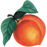 Peach Valley Cafe Ormond East