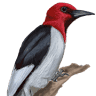 Peck & Wood Insurance