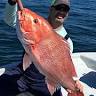 Pensacola Beach Marina