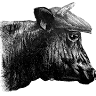 Pentrefelin Dairy