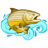 Fishing & Co.