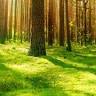 Pine Forest Lumber Co