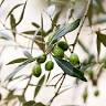 Pickles & Olives Bistro