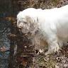 pine cliff kennels