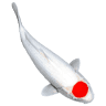 Hydrosphere - The Koi Pond Experts