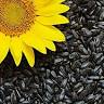 Prairie Melody Birdseed LLC